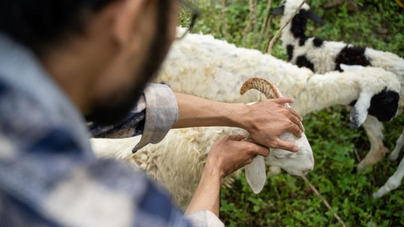 Bolehkah Aqiqah Anak Laki-laki dengan Satu Ekor Kambing